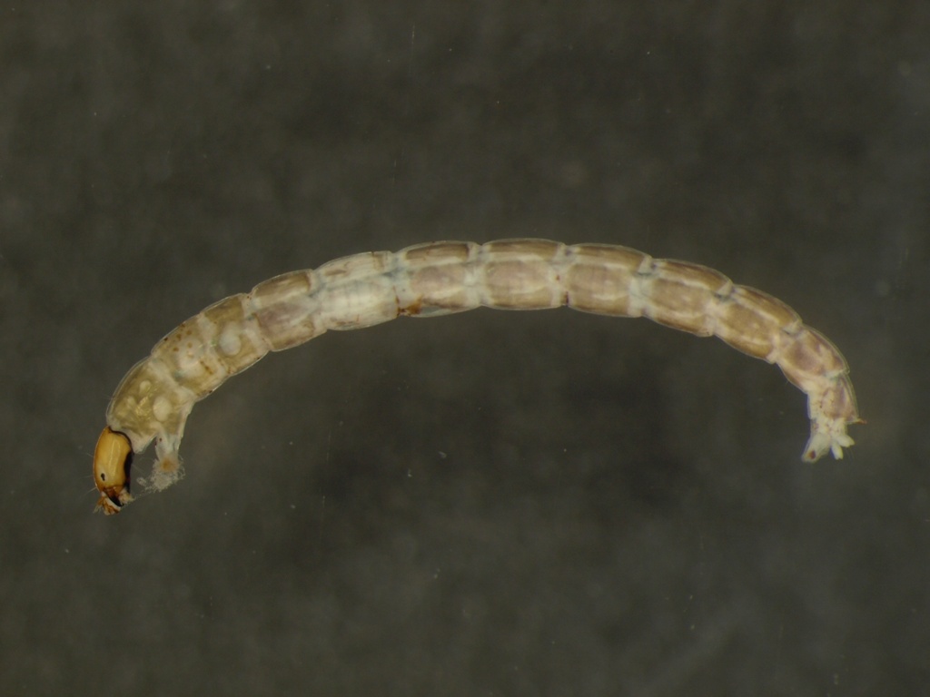 Chironomidae larva 